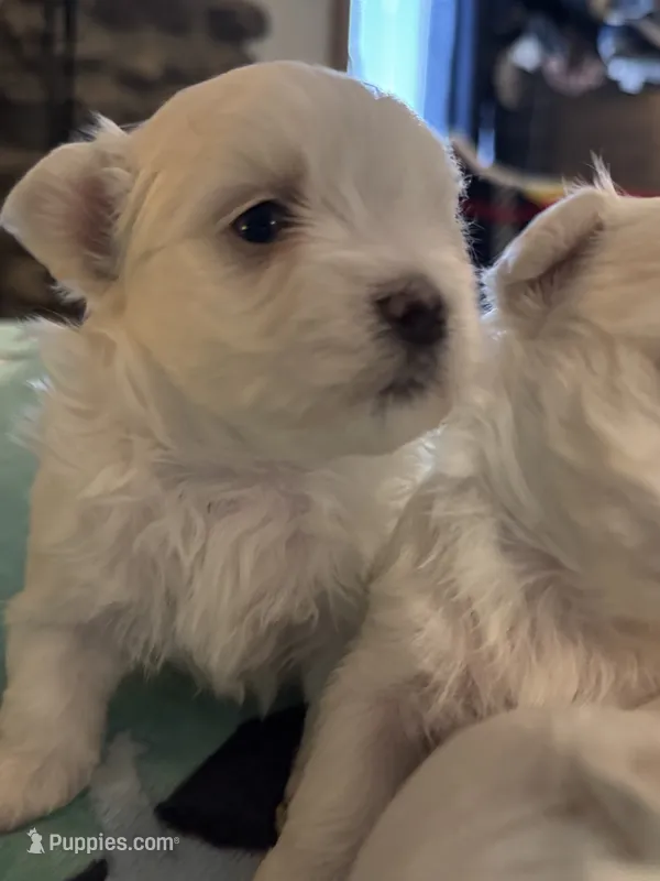 Ziggy  – Maltese puppy for sale in Ashland City, TN