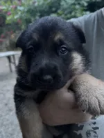Ollie, a male German Shepherd Dog for sale in Ashland City, TN – 3 of 6