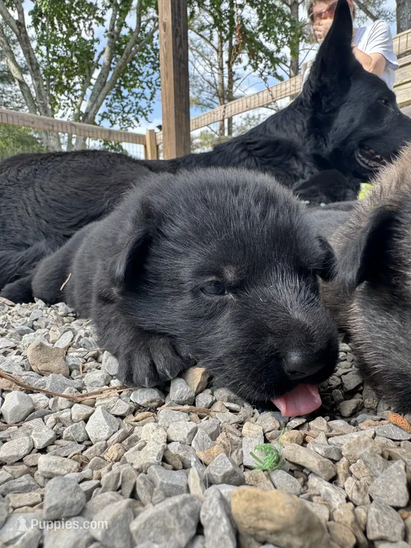 Pink solid black female  – German Shepherd Dog puppy for sale in Ashland City, TN
