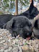 Pink solid black female , a female German Shepherd Dog for sale in Ashland City, TN – 1 of 10