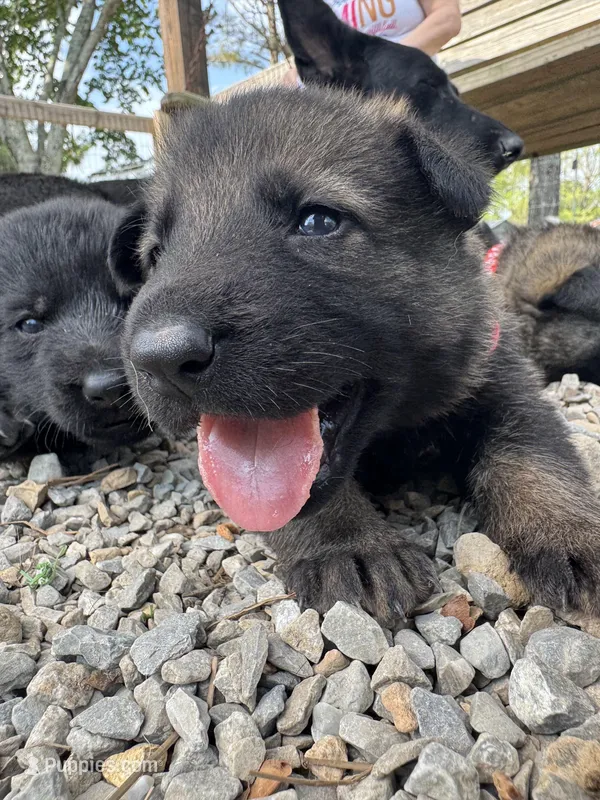 Parmesan - Sable female purple collar – German Shepherd Dog puppy for sale in Ashland City, TN