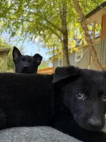 Pink solid black female , a female German Shepherd Dog for sale in Ashland City, TN – 5 of 10