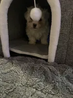 Snow White , a female Maltese for sale in Ashland City, TN – 4 of 10
