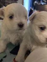 Ziggy , a male Maltese for sale in Ashland City, TN – 2 of 3