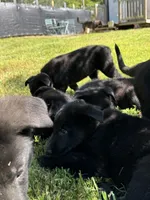Rey, a female German Shepherd Dog for sale in Ashland City, TN – 7 of 10