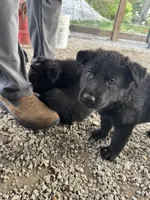 Blue collar , a male German Shepherd Dog for sale in Ashland City, TN – 10 of 10