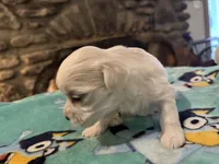 Bella, a female Maltese for sale in Ashland City, TN – 3 of 3