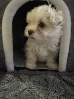 Sleeping Beauty , a female Maltese for sale in Ashland City, TN – 10 of 10