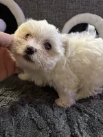 Snow White , a female Maltese for sale in Ashland City, TN – 3 of 10