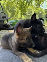 Pink solid black female , a female German Shepherd Dog for sale in Ashland City, TN – 9 of 10