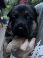Ollie, a male German Shepherd Dog for sale in Ashland City, TN – 6 of 6