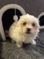 Snow White , a female Maltese for sale in Ashland City, TN – 5 of 10