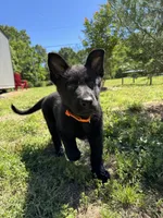 Tater Tot, a male German Shepherd Dog for sale in Ashland City, TN – 10 of 10
