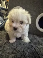 Sleeping Beauty , a female Maltese for sale in Ashland City, TN – 9 of 10