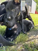 Tater Tot, a male German Shepherd Dog for sale in Ashland City, TN – 9 of 10