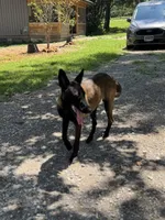Trauma, a female Belgian Malinois for sale in Ashland City, TN – Photo 8 of 10