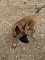 Trauma, a female Belgian Malinois for sale in Ashland City, TN – Photo 4 of 10