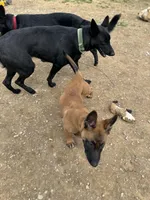 Trauma, a female Belgian Malinois for sale in Ashland City, TN – Photo 6 of 10