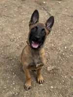 Trauma, a female Belgian Malinois for sale in Ashland City, TN – Photo 5 of 10