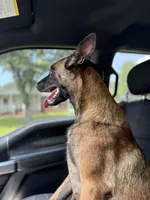 Trauma, a female Belgian Malinois for sale in Ashland City, TN – Photo 10 of 10