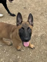 Trauma, a female Belgian Malinois for sale in Ashland City, TN – Photo 3 of 10