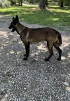 Trauma, a female Belgian Malinois for sale in Ashland City, TN – Photo 9 of 10