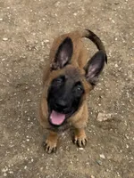 Trauma, a female Belgian Malinois for sale in Ashland City, TN – Photo 1 of 10