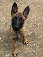 Trauma, a female Belgian Malinois for sale in Ashland City, TN – Photo 2 of 10