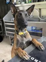 Trauma, a female Belgian Malinois for sale in Ashland City, TN – Photo 7 of 10
