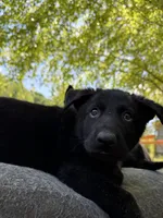 Pink solid black female , a female German Shepherd Dog for sale in Ashland City, TN – 4 of 10