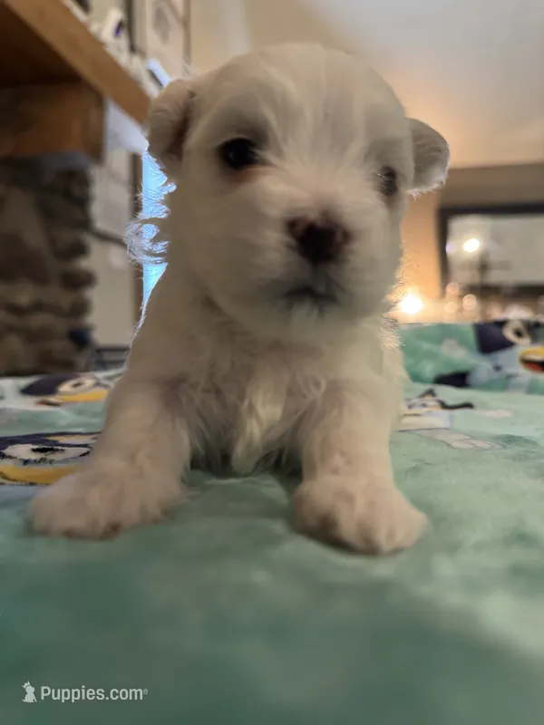 Simba – Maltese puppy for sale in Ashland City, TN