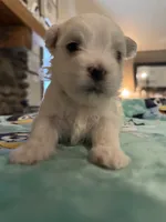 Simba, a male Maltese for sale in Ashland City, TN – 1 of 5