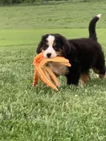 Comanche, a male Bernese Mountain Dog for sale in Sugarcreek, OH – 2 of 10