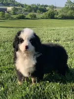 Rambo, a male Bernese Mountain Dog for sale in Sugarcreek, OH – 8 of 10