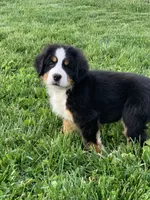 BoBo, a male Bernese Mountain Dog for sale in Sugarcreek, OH – 4 of 10