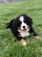 Willow, a female Bernese Mountain Dog for sale in Sugarcreek, OH – 7 of 10
