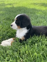 JJ, a male Bernese Mountain Dog for sale in Sugarcreek, OH – 2 of 10