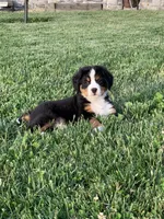 North, a male Bernese Mountain Dog for sale in Sugarcreek, OH – 10 of 10