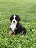 BoBo, a male Bernese Mountain Dog for sale in Sugarcreek, OH – 8 of 10