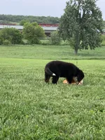 Comanche, a male Bernese Mountain Dog for sale in Sugarcreek, OH – 5 of 10