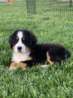 BoBo, a male Bernese Mountain Dog for sale in Sugarcreek, OH – 3 of 10
