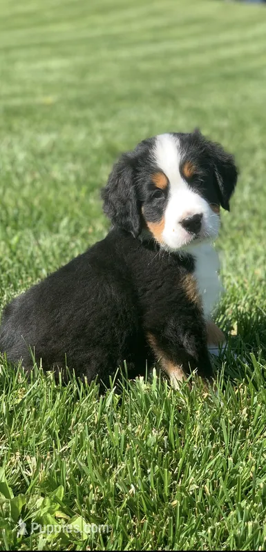 JJ, a male Bernese Mountain Dog for sale in Sugarcreek, OH – 1 of 10