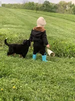 Comanche, a male Bernese Mountain Dog for sale in Sugarcreek, OH – 6 of 10