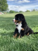 Snoopy, a male Bernese Mountain Dog for sale in Sugarcreek, OH – 10 of 10
