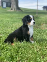 JJ, a male Bernese Mountain Dog for sale in Sugarcreek, OH – 5 of 10