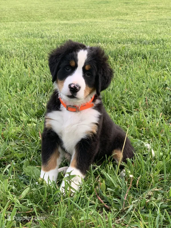 Arctic  – Bernese Mountain Dog puppy for sale in Sugarcreek, OH