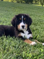 Pluto, a male Bernese Mountain Dog for sale in Sugarcreek, OH – 1 of 10