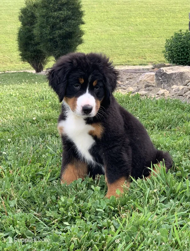 Snoopy – Bernese Mountain Dog puppy for sale in Sugarcreek, OH