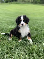 Arctic , a male Bernese Mountain Dog for sale in Sugarcreek, OH – 9 of 10