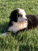 Rambo, a male Bernese Mountain Dog for sale in Sugarcreek, OH – 5 of 10